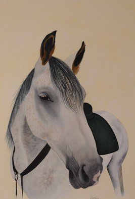 Carolyn Judge; Saddling Up, 2010, Original Watercolor, 26 x 38 cm. Artwork description: 241  I rode this horse while travelling through Hanmer Springs in the South Island of New Zealand.  The horse is a professional endurance racer.  I found it hard to hold onto him!   ...