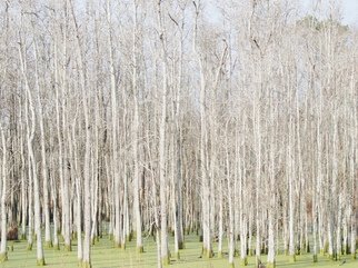 Celeste Mccullough; Bright Trees, 2014, Original Photography Color, 26.7 x 20 inches. Artwork description: 241  Forest of white trees in a green swamp.    ...