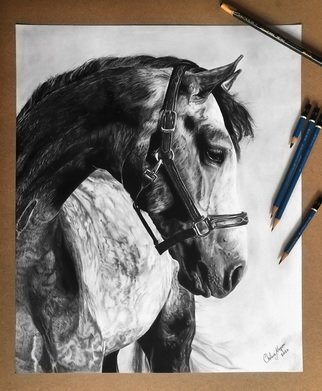Chelsea Noyon; Dappled Silence, 2020, Original Drawing Graphite, 14 x 17 inches. Artwork description: 241 Detailed and realistic graphite pencil drawing on smooth bristol board. ...