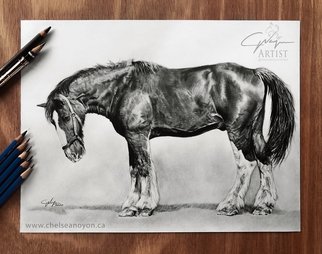 Chelsea Noyon; Rest Easy, 2020, Original Drawing Graphite, 14 x 11 inches. Artwork description: 241 Graphite drawing by Chelsea Noyon of a shire horse on smooth bristol paper. ...