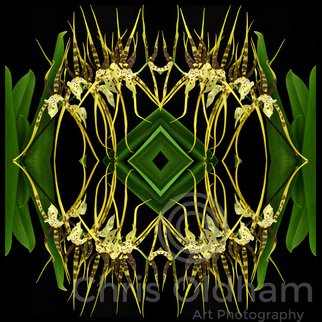Chris Oldham; Bassia Rex Orchid, 2016, Original Photography Digital, 24 x 24 inches. Artwork description: 241  Bassia Rex Orchid photographed and multiplied to produce an amplification of the geometry and harmony of form ...