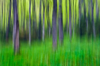 Cristina Ion; The Spring In The Forest , 2011, Original Photography Color, 12 x 18 inches. Artwork description: 241  abstract freshness of a romanian forest ...