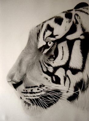 Eric Stavros; Tiger Close Up, 2011, Original Drawing Pencil,   cm. Artwork description: 241  graphite pencils from 2H to 8B( staedler mars lumograph)Schoeller smooth paper 50x35cmabout 15 hours  ...