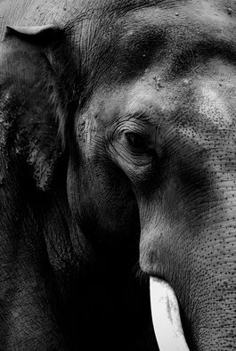 Glen Sweeney; Intense, 2018, Original Photography Black and White, 54 x 79.5 cm. Artwork description: 241 The slow quiet intensity of an elephant is spellbinding. Elephant. ...
