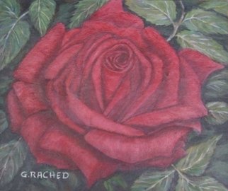 Ghassan Rached; Single Rose, 2002, Original Painting Oil, 12 x 10 inches. Artwork description: 241  Oil painting by Ghassan Rached ...