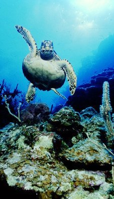 Db Jr; Hi  Turtle, 2015, Original Photography Color, 11 x 17 inches. Artwork description: 241  Off the Cayman Islands this beautiful sea turtle waved hi as he swam along the reef. This comes signed and numbered. Ready for framing.                              006 8348 ...