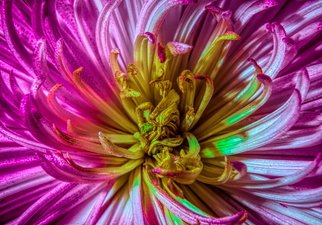 Db Jr; Flowers Heart, 2018, Original Photography Digital, 20 x 24 inches. Artwork description: 241 CLOSE UP, FLOWERS, SPRING, LIGHTBOX, ...