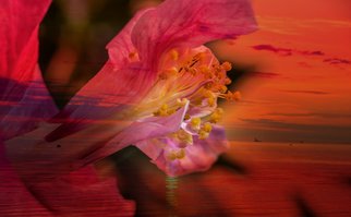 Herman Van Bon; Sunset Overlay, 2018, Original Digital Art, 120 x 80 cm. Artwork description: 241 Composite of a Chinese Rose  Hibiscus  and a lake during sunset...