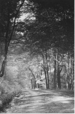 James Peer; Forest Road, 2003, Original Photography Black and White, 5 x 8 inches. 
