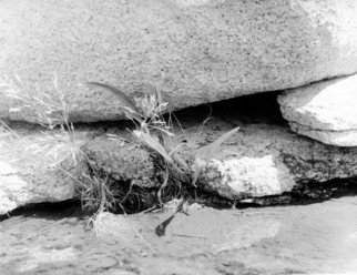 Judith Dernburg; Rocks And Reeds, 2012, Original Photography Black and White, 9 x 9 inches. Artwork description: 241   Grasses growing up through cracks in the rocks at Halibut Point, at the tip of Cape Ann, Massachusetts  ...