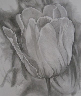 Ken Hovren; Tulip, 2008, Original Drawing Pencil, 17 x 24 inches. Artwork description: 241  Graphite ...