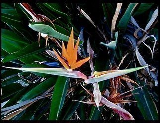 Luise Andersen, 'BIRD OF PARADISE I', 2013, original Photography Color, 36 x 34  x 1 inches. Artwork description: 37155  JULY 24,2013- . . they bloom in abundance next to the golden Day Lilies. .Had to take series of them too. .hmmm. . ...