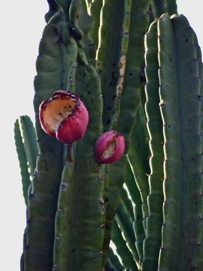 Luise Andersen, 'CACTI  II   SEPTTWTTWOOTHRTN', 2013, original Photography Color, 16 x 20  x 1 inches. Artwork description: 35175   pictures taken Sept. 21,2013- - walked by this row of giant Cacti. . full of 'fruit' . . . birds / Finches regular guests. . they fly away' chitty chatter' when I take a series with camera. .' camera shy' . . captured a couple of pix with a bird. . was so curious watching me. . or ...