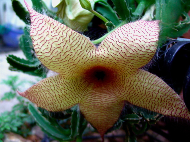 Luise Andersen STARFISH  Cacti Flower  Design  Hues Texture, 2008