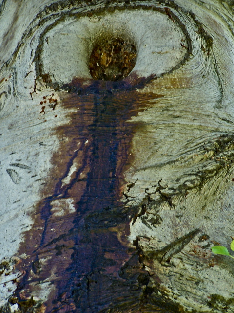 Luise Andersen Trees And Images In Bark MIGTRE II, 2012