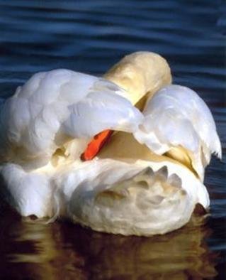 Beatrice Van Winden; Grooming Swan, 2005, Original Photography Color, 22 x 28 inches. Artwork description: 241 Photo on canvas. This photo was scanned on a canvas and varnished by a professional printer. It can be bought streach or not. ...