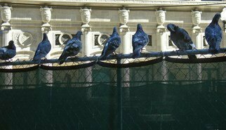 Nancy Bechtol, Psych series good onetwo, 2008, Original Photography Other, size_width{pigeons_roosting_citystyle-1199479913.jpg} X 6 inches