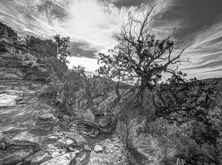 Stephen Robinson; The Mystical Tree, 2012, Original Photography Black and White, 19 x 13 inches. Artwork description: 241 Magic is the way to describe the scene before me on the Cathedral Rock Trail in Sedona.  The tree lives beside the trail overlooking its majestic setting. ...
