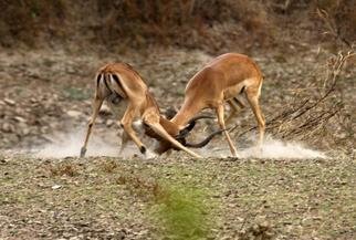 Paula Durbin; Fighting Impala, 2003, Original Photography Color, 14 x 11 inches. Artwork description: 241 These young bucks were practising for dominance next year. Zambia. Canvas Print.  May be printed in other sizes and processes....