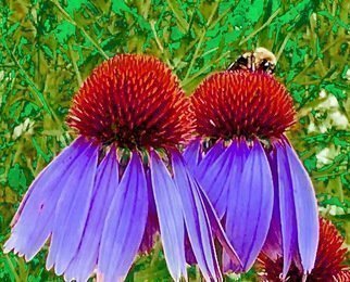 C. A. Hoffman, 'Bee On Purple Power', 2019, original Photography Color, 20 x 14  inches. Artwork description: 2703 This is an original color photograph that has been digitally altered to create a new piece of art. ...
