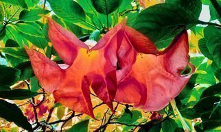 C. A. Hoffman, 'Natures Scarlet Bells', 2020, original Digital Painting, 24 x 18  inches. Artwork description: 2307 This is an original photo that has been digitally enhanced to create a new and exciting piece of art. ...