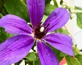 C. A. Hoffman, 'Purple People Leaper', 2019, original Photography Color, 16 x 12  inches. Artwork description: 2703 This is an original color photograph of a lovely flower vine that was growing around my light pole this summer. ...