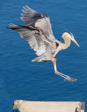 Dick Drechsler; Great Blue Heron Landing, 2018, Original Photography Color, 11 x 14 inches. Artwork description: 241 This great blue heron feeds on the docks in the Channel Islands Harbor in Oxnard, CA. Here it is landing for an afternoon of fishing. ...
