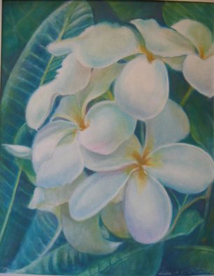 Luisa Cleaves Luisa F. V. Cleaves Gallery; Plumeria, 2006, Original Drawing Gouache, 22 x 27 inches. 
