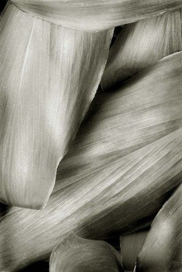 Ron Guidry; Xerox Leaves, 2010, Original Photography Black and White, 6 x 9 inches. 