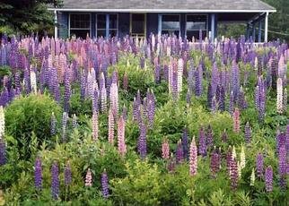Ruth Zachary, 'Best Year For Lupines', 2004, original Photography Color, 20 x 16  x 1 inches. Artwork description: 3099 June is busting out with. . . lupines!  All over the state of Maine and New England.    Strong, upright lavendars, pinks and whites. . . in abundance!  Classic Maine cottage peeks out in the background. New Harbor, Pemaquid Point, Maine. Limited edition. 11 x 14 image in an acid free 16 ...
