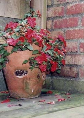 Ruth Zachary, 'Strawberry Pot Garden', 2012, original Photography Color, 8 x 10  inches. 
