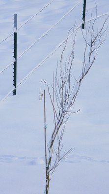 Debbi Chan, 'another little tree in snow', 2010, original Photography Color, 8 x 10  inches. Artwork description: 92991                          photos from idaho.                         ...