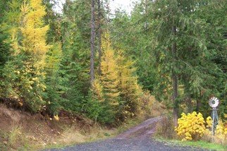 Debbi Chan, 'autumn colors on my drive', 2010, original Photography Color, 8 x 10  inches. Artwork description: 96159     photos from Idaho.                 ...