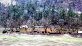 Debbi Chan, 'cows  on the clearwater', 2010, original Photography Color, 8 x 10  inches. Artwork description: 94971          photos from idaho.                        ...