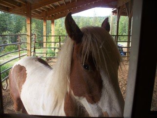 Debbi Chan, 'looking in my kitchen window', 2010, original Photography Color, 8 x 10  inches. Artwork description: 88635  photos from idaho. my horse, 