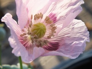Debbi Chan, 'purist of poppy', 2013, original Photography Color, 8 x 10  inches. Artwork description: 39135   photos from Idaho.              Photos from Idaho.                 photos from Idaho.                                photos from Idaho.                                             ...