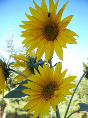 Debbi Chan, 'yellow faces greet the sky', 2010, original Photography Color, 8 x 10  inches. Artwork description: 104475           photos from Idaho.     ...