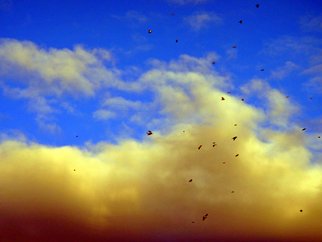 Debbi Chan, 'yellow movement', 2010, original Photography Color, 4 x 6  inches. Artwork description: 96159   this photograph just blew me away. the birds in flight are grosbeak( evening) .  i paint them often. . . ...