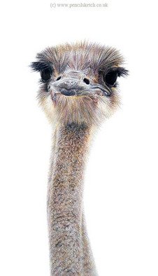 Anna Shipstone; Head Of Ostrich, 2010, Original Drawing Pencil, 6.5 x 13 inches. 