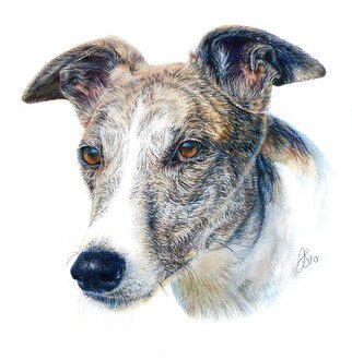 Anna Shipstone; Pet Portrait, 2013, Original Drawing Pencil, 9 x 9 inches. Artwork description: 241   coloured pencil portrait     ...