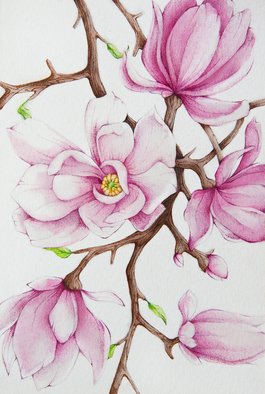 Tatiana Azarchik; Magnolia, 2015, Original Watercolor, 99 x 147 mm. Artwork description: 241 Pink magnolia in blossom.  Magnolia flowers are a symbol of purity and nobility in Asian culture, they blossom in spring and charm us with their unique scent.  I used coloured pencils and watercolor.  All of my works are painted on the watercolor paper. ...