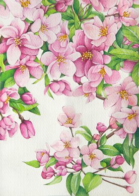 Tatiana Azarchik; Cherry Blossom, 2015, Original Watercolor, 125 x 174 mm. Artwork description: 241 The main reason for spring being my favorite season is the view of cherry blossom.  The cherry blossom is a beautiful flower that grows on cherry trees and that is closely related to the rose.  There is nothing more beautiful for me than looking at pink petals ...