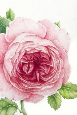 Tatiana Azarchik; David Austin Rose, 2015, Original Watercolor, 99 x 147 mm. Artwork description: 241 Luxury David Austin s English roses have won many hearts of gardeners from around the world thanks to theirs heady scent of dog- rose and a variety of palette colors.  These old garden beauties are definitely one of my all time favorite flowers.  I used coloured pencils ...