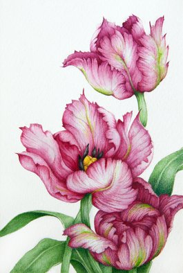 Tatiana Azarchik; Red Parrot Tulips, 2016, Original Watercolor, 99 x 147 mm. Artwork description: 241 Parrot tulips are very large and brightly coloured.  As a result, the flowers are extremely flamboyant.  If you want dramatic tulips, these are a great choice.  I used coloured pencils and watercolor.  All of my works are painted on the watercolor paper. ...