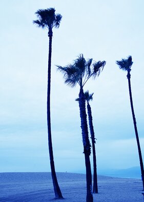 Robert Van Bolderick; Venice Beach Blue Palmtrees Ll, 2018, Original Photography Color, 50 x 70 cm. Artwork description: 241 Photo of palmtrees, Venice BeachLimited edition...