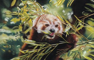 Karen Turner; RED PANDA, 2015, Original Pastel, 27 x 19 inches. Artwork description: 241  RED panda bear wildlife nature bamboo mammal...