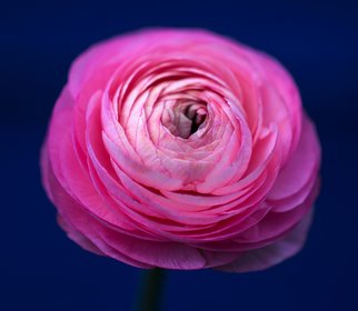 Zinovi Seniak; In Pink, 2017, Original Photography Color, 70 x 50 cm. Artwork description: 241 flower, nature...