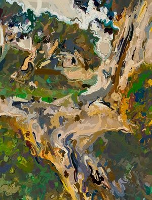 Steve Tohari; Bristlecone Pine Detail, 2018, Original Photography Color, 16 x 20 inches. Artwork description: 241 Ancient Bristlecone Pine tree, Colorado detailColorado, Bristlecone Pine, ancient tree, abstract landscape, weathered wood...