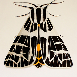 Aleksandra  Shoo: 'moth', 2018 Oil Painting, Animals. Artist Description: canvas, acrylic, butterfly, moth, insect, hexapod, nature, flower, fine art, beauty, floral, interior, design...