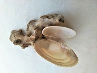 Anastasia Pourliotou: 'Composition sponge and shells', 2019 Crafts, . Handmade composition with natural sponge and 2 Scrobicularia Plana Seashells023My personal construction in 2019.You have the opportunity to admire and use daily, a handmade creation, with materials from the sea.  It has been photographically illustrated to give ideas.Designed to have it on a tablewith protective drops scratches on ...